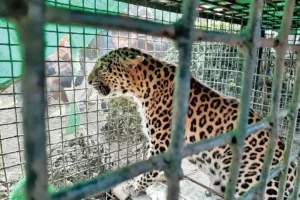 ஆனைமலை அருகே அச்சுறுத்திய சிறுத்தை பிடிபட்டும் அதிர்ச்சி ! அதே பகுதியில் மீண்டும் சிறுத்தை சிசிடிவியில் பதிவானதால் பீதி