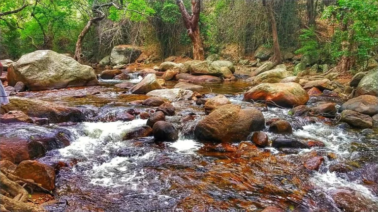 களக்காடு தலையணை இன்று முதல் திறப்பு.. சுற்றுலாப் பயணிகளுக்கு மீண்டும் குளிக்க அனுமதி.. வனத்துறை முக்கிய அறிவிப்பு 6 image 205