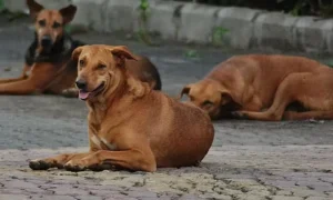 Tirunelveli Dog Sterilization Controversy: Protesters Hold Puppies Near Corporation Commissioner Office Demanding Action