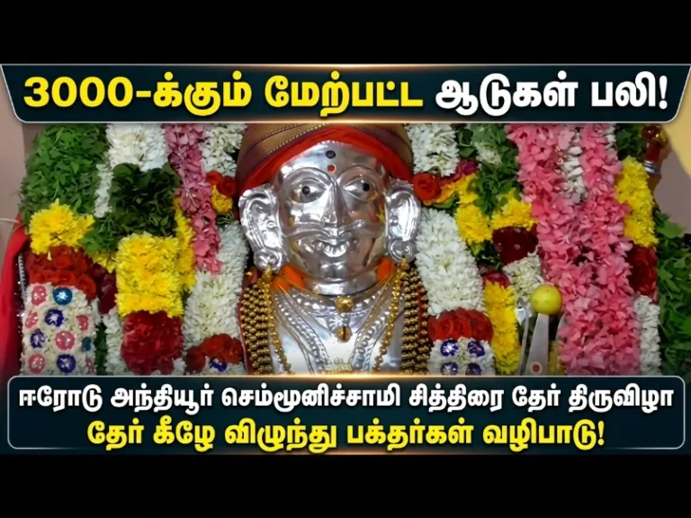 Erode Anthiyur Semmunichami Chithirai Ther Festival sees over 3000 goats sacrificed as devotees perform rituals under temple chariot