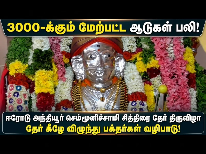 Erode Anthiyur Semmunichami Chithirai Ther Festival sees over 3000 goats sacrificed as devotees perform rituals under temple chariot
