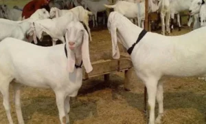Man Arrested for Stealing Goats and Attempting to Sell Them in Local Market
