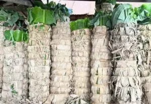 சிவகங்கை வாழை இலை விலை வீழ்ச்சி: விவசாயிகள் கடும் கவலை