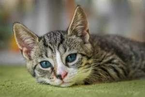 Kittens Born at Home: Does It Bring Wealth? Powerful Omen and Hidden Spiritual Beliefs Explained