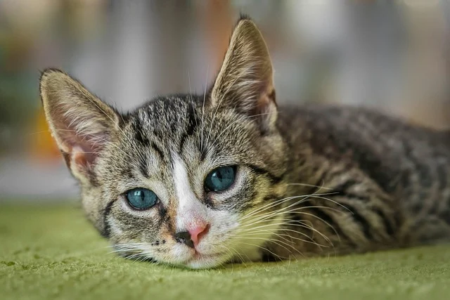 பூனைக்குட்டிகள் பிறக்கும் வீடு: செல்வம் வருமா? சகுன ரகசியம் 9 Kittens Born at Home: Does It Bring Wealth? Powerful Omen and Hidden Spiritual Beliefs Explained