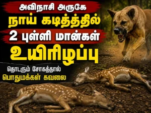 Two spotted deer died after being attacked by stray dogs near Avinashi in Tiruppur district, raising concerns over increasing wildlife-human conflict in Tamil Nadu villages.