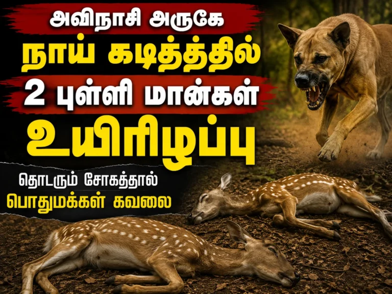 அவிநாசி அருகே நாய் கடித்ததில் 2 புள்ளி மான்கள் உயிரிழப்பு 25 Two spotted deer died after being attacked by stray dogs near Avinashi in Tiruppur district, raising concerns over increasing wildlife-human conflict in Tamil Nadu villages.