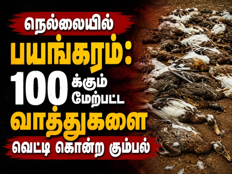 நெல்லையில் பயங்கரம்: 100க்கும் மேற்பட்ட வாத்துகளை வெட்டி கொன்ற கும்பல் 23 Nellai Horror: Gang Brutally Slaughters More Than 100 Ducks in Shocking Attack