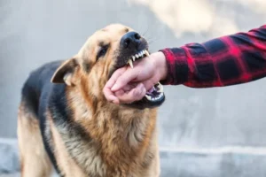 36-year-old man dies after dog bite treated with tetanus instead of anti-rabies vaccine, marking 7th rabies death in 4 months