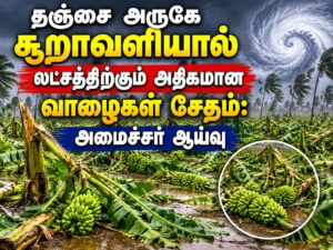 Cyclone Devastates Over One Lakh Banana Plants Near Thanjavur; Minister Conducts Ground Inspection