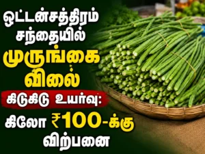 Drumstick Prices Surge at Oddanchatram Market as Rates Hit ₹100 Per Kg Amid Supply Concerns