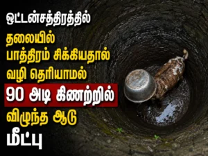 Goat Rescued After Falling Into 90-Foot Well in Ottanchathiram With Pot Stuck on Its Head