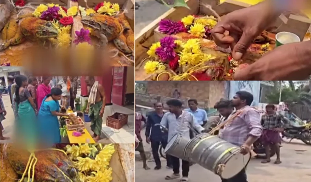 ஆந்திரா கோணசீமாவில் தவளைகளுக்கு தங்கத் தாலி கட்டி வினோத திருமணம் 1 Golden Wedding for Frogs in Andhra Konaseema: Unique Ritual Performed to Pray for Rain Draws Attention