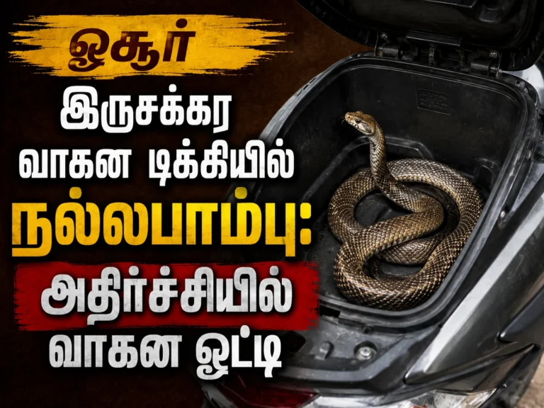 ஓசூர் இருசக்கர வாகன டிக்கியில் நல்லபாம்பு: அதிர்ச்சியில் வாகன ஓட்டி 11 Shocking Discovery in Hosur: Cobra Found Inside a Two-Wheeler Storage Compartment, Rider Left Terrified