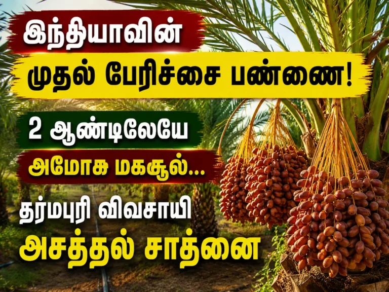 இந்தியாவின் முதல் பேரிச்சை பண்ணை! 2 ஆண்டிலேயே அமோக மகசூல்... தர்மபுரி விவசாயியின் அசத்தல் சாதனை 9 India's First Date Palm Farm Achieves Remarkable Harvest in Just Two Years – Dharmapuri Farmer's Inspiring Success Story